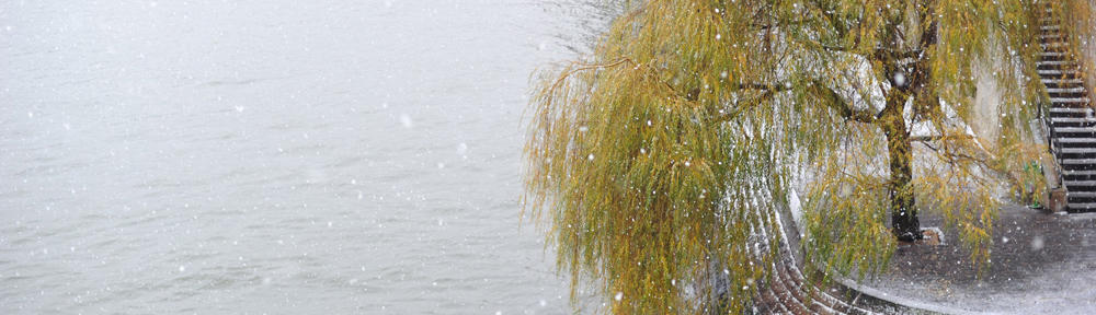 Willow tree over water