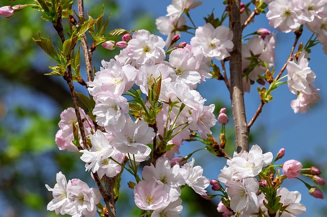 Spring cherry blossom tree