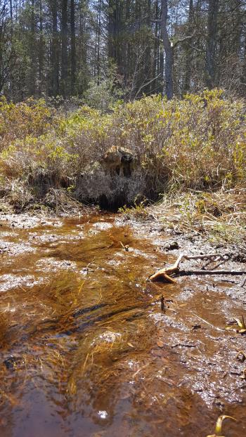 This natural spring emerges from a white cedar bog in the heart of the Pine Barrens wilderness.